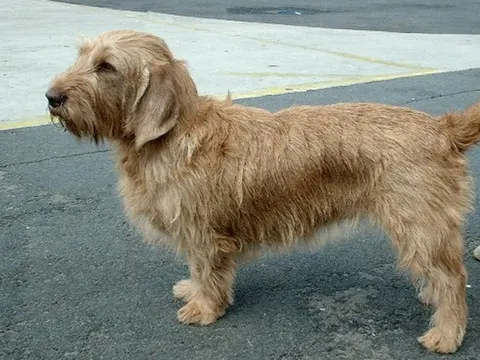 Basset Fauve de Bretagne in zijaanzicht met ruwe, fauvekleurige vacht