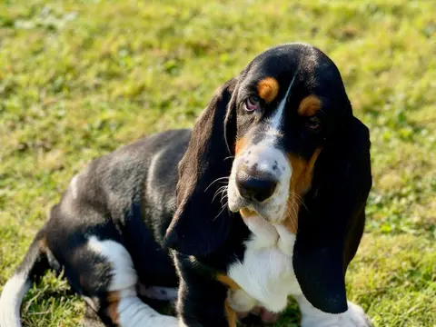 Basset Hound staat buiten in het gras in natuurlijk daglicht, lange oren omlaag en neus richting de grond
