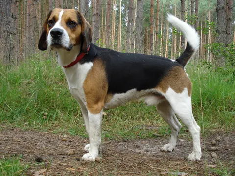 Beagle-Harrier in zijaanzicht
