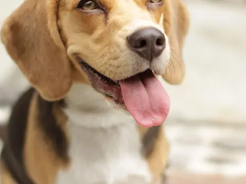 Beagle staat alert in het gras buiten in natuurlijk daglicht, neus omhoog en oren hangend langs de kop