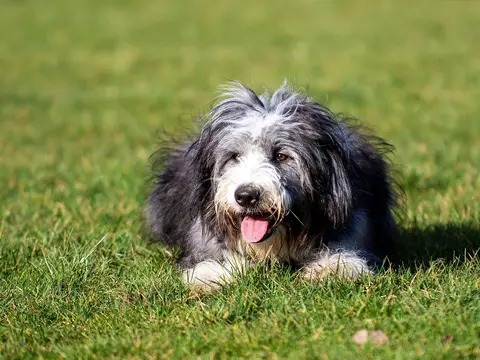 Bearded Collie draaft door een grasveld in natuurlijk daglicht, lange ruige vacht en baard wapperend in de wind