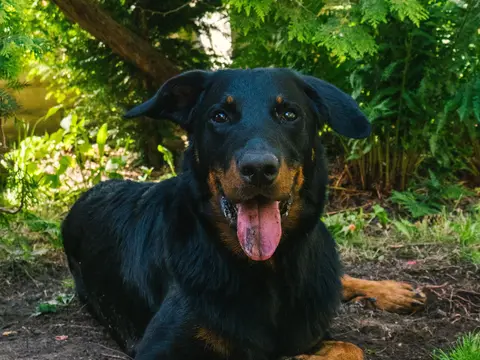 Beauceron staat alert buiten in een grasveld in natuurlijk daglicht, zwarte vacht met tan aftekeningen en opgerichte houding