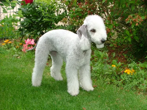 Bedlington Terriër in zijaanzicht
