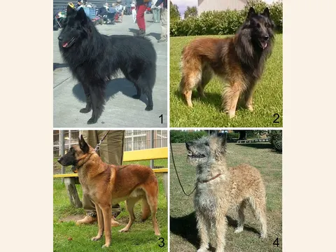 De vier varieteiten van de Belgische Herder in een fotocompilatie: Groenendaeler, Tervuerense, Mechelse en Laekense