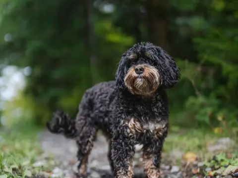Tricolour Bernedoodle staat buiten in het gras in natuurlijk daglicht, met golvende vacht en opgeheven kop