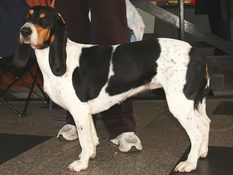 Berner Laufhund in zijaanzicht
