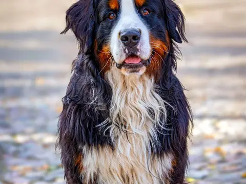 Berner Sennenhond staat buiten in een groene bergweide in natuurlijk daglicht, met de kenmerkende zwart-wit-bruine tricolor vacht