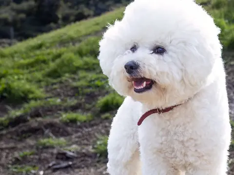 Witte Bichon Frisé met pluizige krulvacht zit buiten in het gras in zacht natuurlijk daglicht