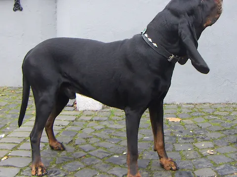 Black and Tan Coonhound in zijaanzicht