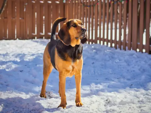 Bloedhond staat buiten in een weide in zacht daglicht, met de kenmerkende lange hangoren, diepe huidplooien en neus laag bij de grond