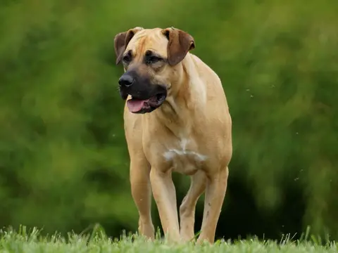 Boerboel staat waakzaam buiten op een omheind erf in natuurlijk daglicht, gespierd lijf en donker masker