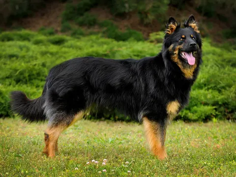Bohemian Shepherd Dog in zijaanzicht