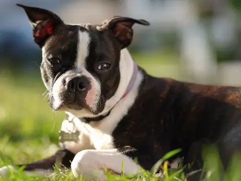 Boston Terrier staat alert buiten in het gras in zacht natuurlijk daglicht, met de typische zwart-witte aftekening en grote donkere ogen