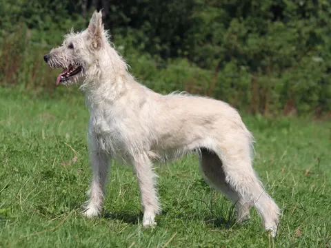 Bouvier des Ardennes in zijaanzicht