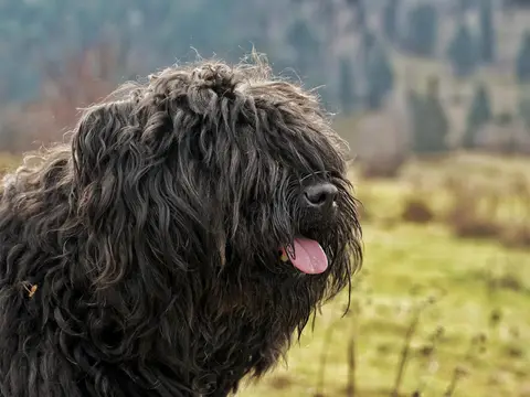 Bouvier des Flandres staat rustig buiten in een weiland in natuurlijk daglicht, ruige donkere vacht met kenmerkende baard en snor