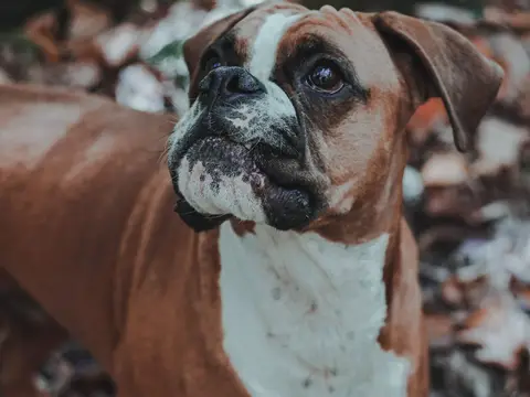 Boxer staat alert buiten in een grasveld in natuurlijk daglicht, gespierd lijf en donker masker op een fawn vacht