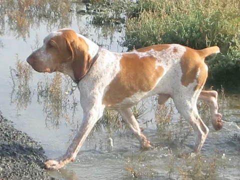 Bracco Italiano in zijaanzicht
