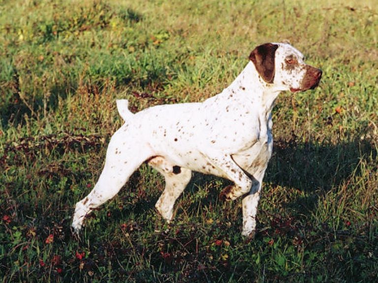 Braque du Bourbonnais in zijaanzicht