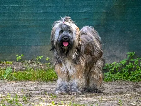 Briard staat buiten in een grasveld in natuurlijk daglicht, de lange golvende vacht en gebaarde snuit goed zichtbaar