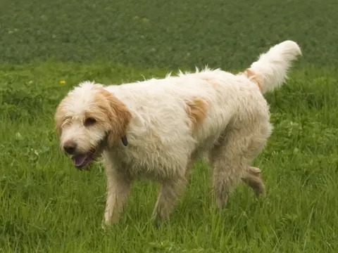 Briquet Griffon Vendéen in zijaanzicht