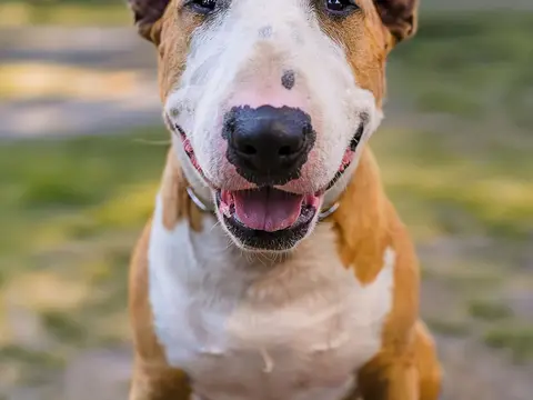 Witte Bull Terrier staat buiten in het gras in natuurlijk daglicht, kop rechtop met dat kenmerkende eivormige profiel