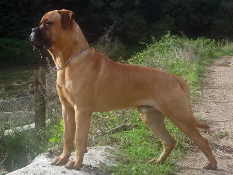 Bullmastiff staat in zijaanzicht op een rots langs een veldweg, kop geheven