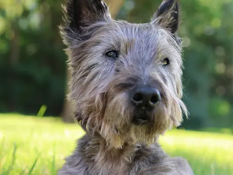 Cairn Terrier staat alert buiten in een ruig landschap in natuurlijk daglicht, ruwe vacht en oren rechtop