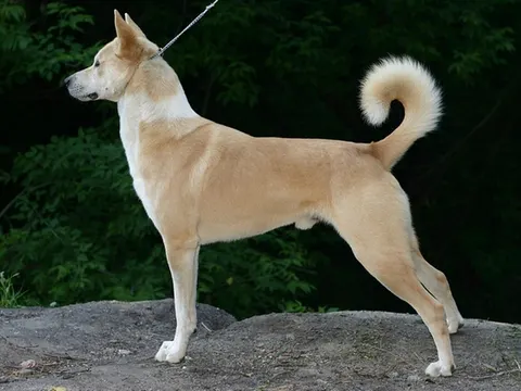 Canaanhond in zijaanzicht