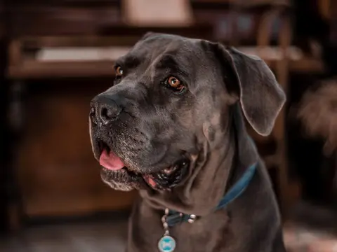 Cane Corso staat rustig buiten in een grasveld in natuurlijk daglicht, gespierd lijf en donker masker, kop alert opgeheven