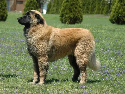 Cão da Serra da Estrela in zijaanzicht