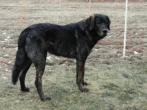 Cão de Castro Laboreiro in zijaanzicht