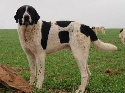 Cão de Gado Transmontano in zijaanzicht
