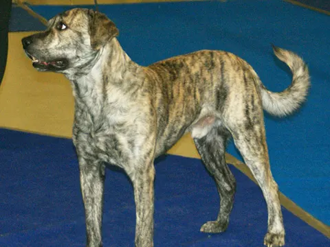 Cão Fila de São Miguel in zijaanzicht