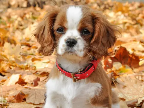 Cavalier King Charles Spaniel met kastanjebruine en witte Blenheim-vacht zit buiten in het gras in zacht natuurlijk daglicht