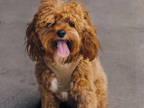 Cavapoo zit buiten in het gras in natuurlijk daglicht, met golvende vacht en oren die naar voren hangen