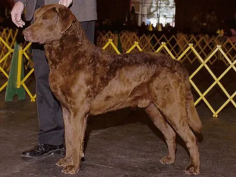 Chesapeake Bay Retriever in zijaanzicht