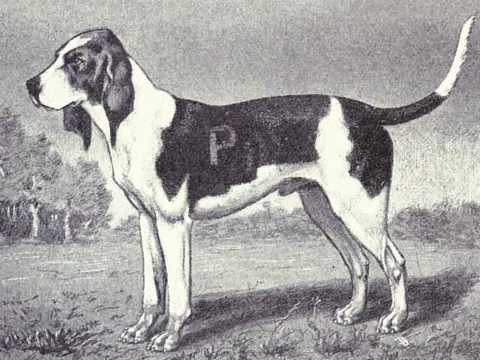 Chien d'Artois in zijaanzicht