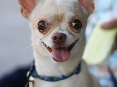 Chihuahua staat alert buiten in het gras in warm natuurlijk daglicht, oren rechtop en kop schuin