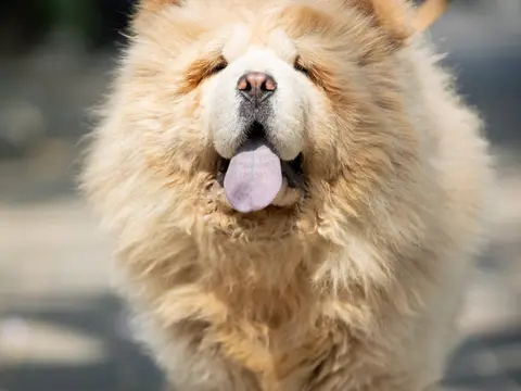 Chow Chow staat buiten in natuurlijk daglicht, met volle donzige vacht en de kenmerkende fronsende uitdrukking