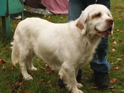 Clumber Spaniel in zijaanzicht
