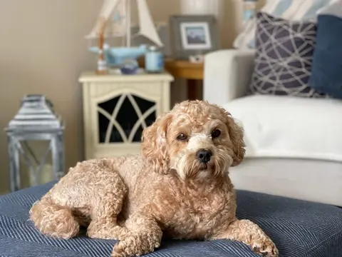 Cockapoo met golvende vacht zit buiten in het gras in natuurlijk daglicht, oren omlaag en kop schuin