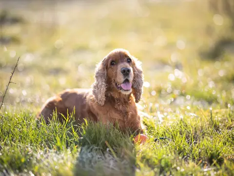 Engelse Cocker Spaniel staat buiten in een grasveld in natuurlijk daglicht, oren omlaag en aandachtige blik