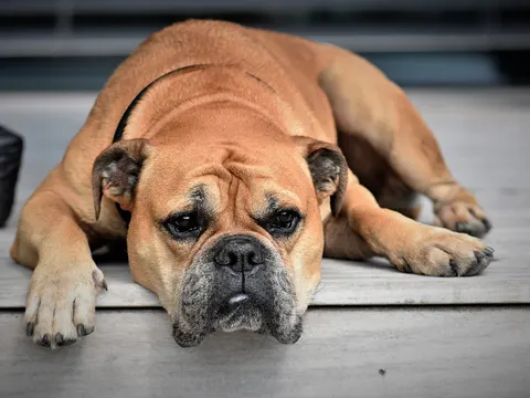 Continental Bulldog in zijaanzicht