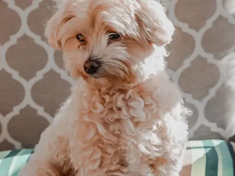 Witte Coton de Tulear zit buiten in het gras in zacht natuurlijk daglicht, met zijn kenmerkende pluizige katoenachtige vacht
