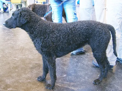Curly Coated Retriever in zijaanzicht
