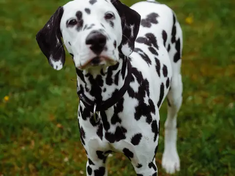 Dalmatiër staat alert buiten in een grasveld in natuurlijk daglicht, wit met zwarte vlekken en opgeheven kop