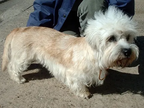 Dandie Dinmont Terriër in zijaanzicht