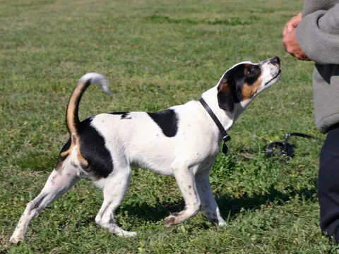 Deens-Zweedse Boerderijhond in zijaanzicht