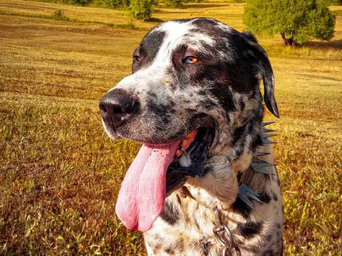 Deense Dog staat rustig buiten in een grasveld in warm natuurlijk daglicht, kop opgeheven en oren gespitst