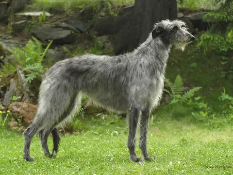 Deerhound in zijaanzicht